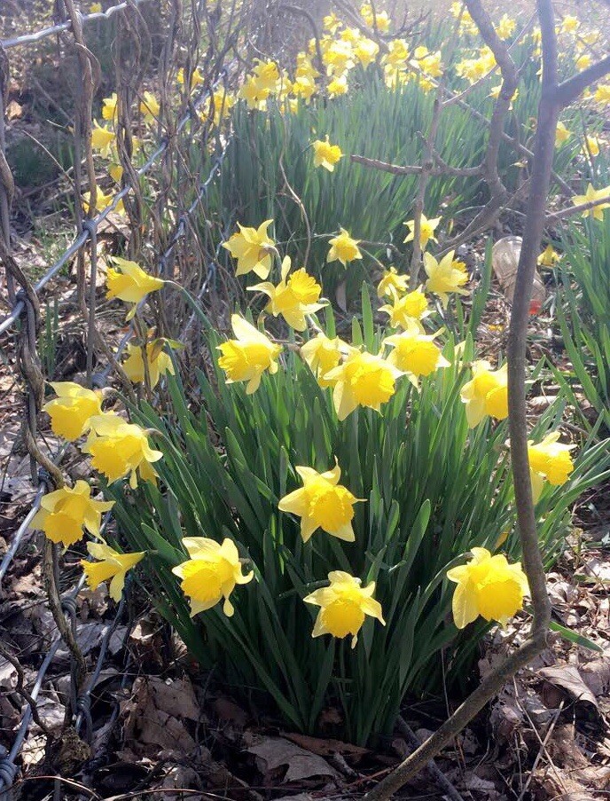Easy to Grow Narcissus Daffodil Carlton 10 Plant Bulbs, Spring Flowers Zones 4-8