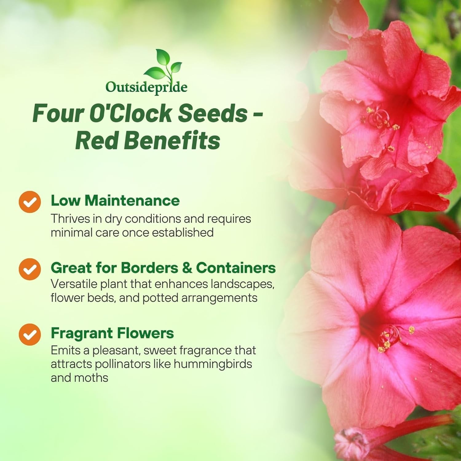 Deer-Proof Red Four O’clock Seeds – Fragrant Trumpet Blooms