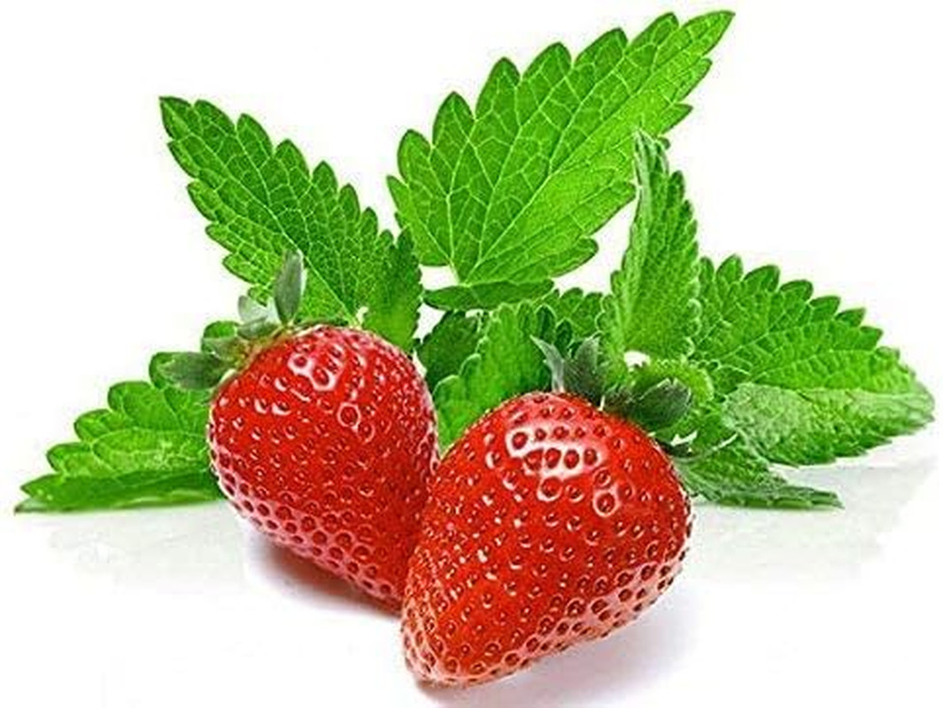 100 Strawberry Mint Herb Seeds Non-GMO Fragrant Rare US Grown Mentha piperita