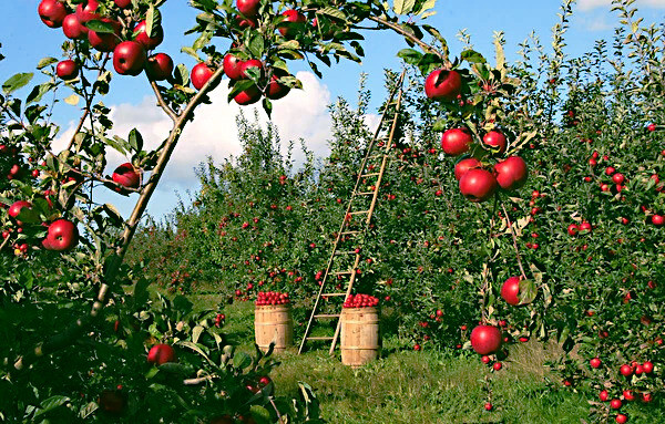 Paradise Apple Tree Seeds (Malus p.) “Red Delicious” Hardy-3 Garden Fruit Plant