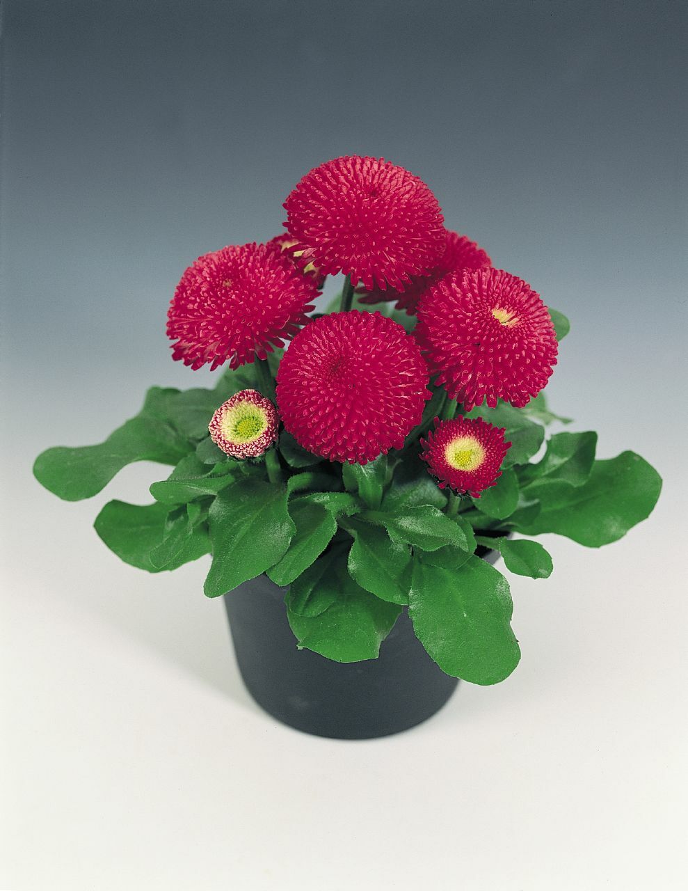 Bellis Seeds Bellis Tasso Deep Rose 25 Seeds English Daisy