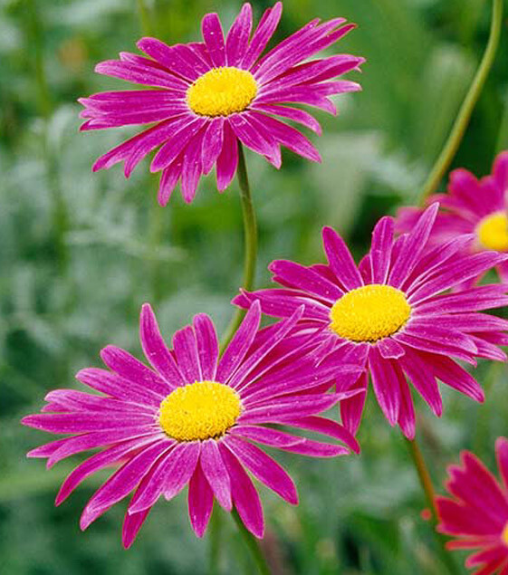 100 Pyrethrum Dalmation seeds Chrysanthemum coccineum Painted Daisy