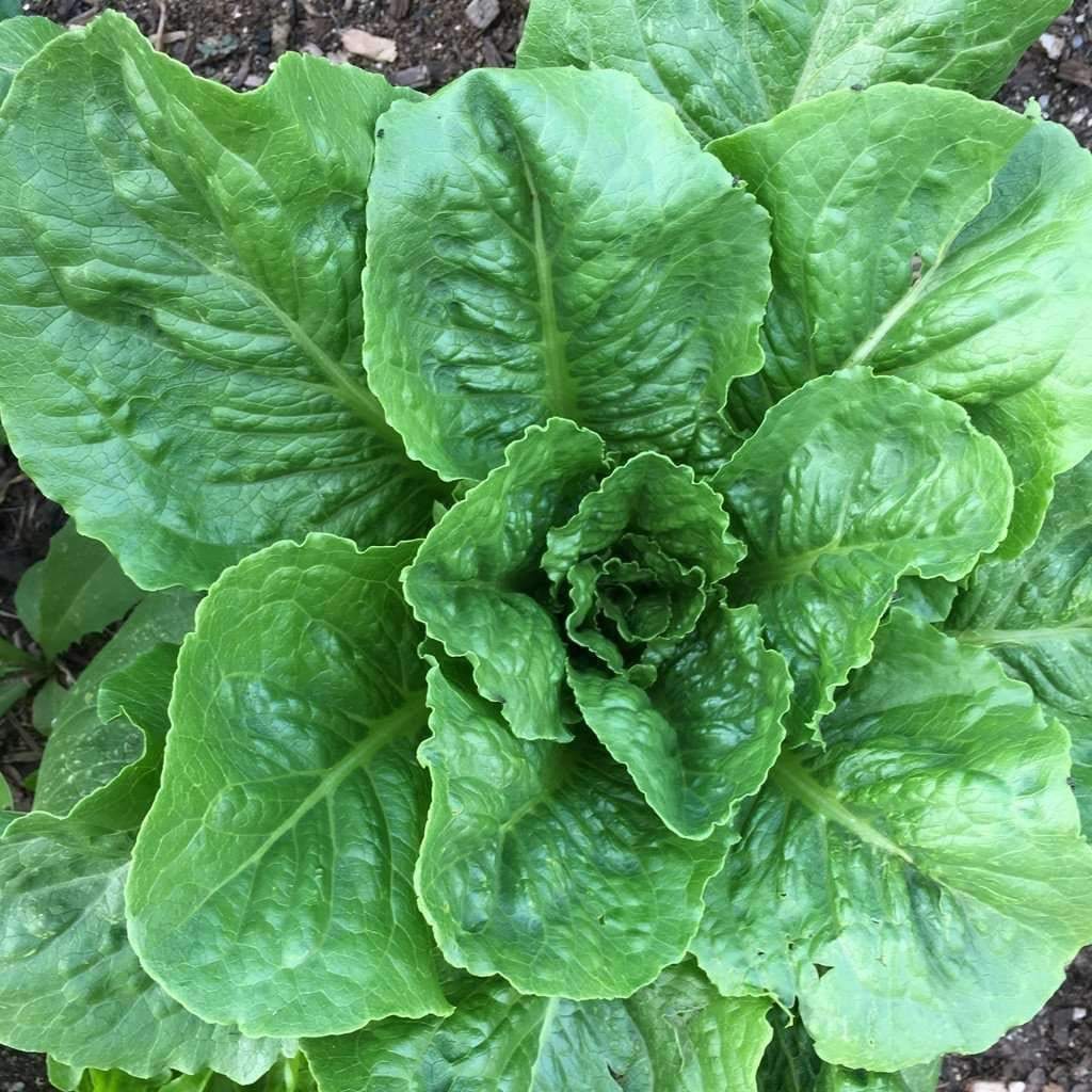Parris Island Cos Romaine Lettuce Seeds, NON-GMO, Caesar Salad, FREE SHIPPING