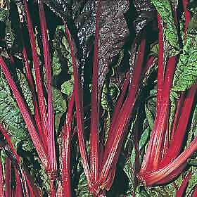 Swiss Chard Burgundy 500 seeds
