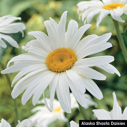 Landscaper’s Pack SHADE Mix Wildflowers Annual Perennial Heirloom 5000 Seeds!