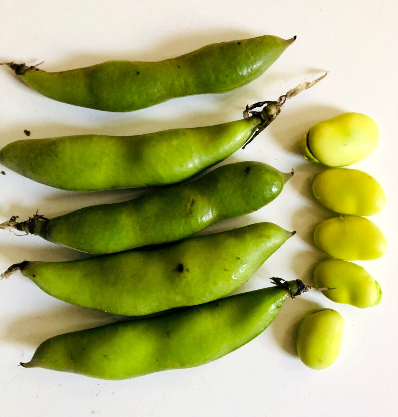 BEAN FAVA LIMA BUSH,HEIRLOOM 40PCS FRESH OR DRIED SEEDS NON-GMO BUTTERY & HEALTH