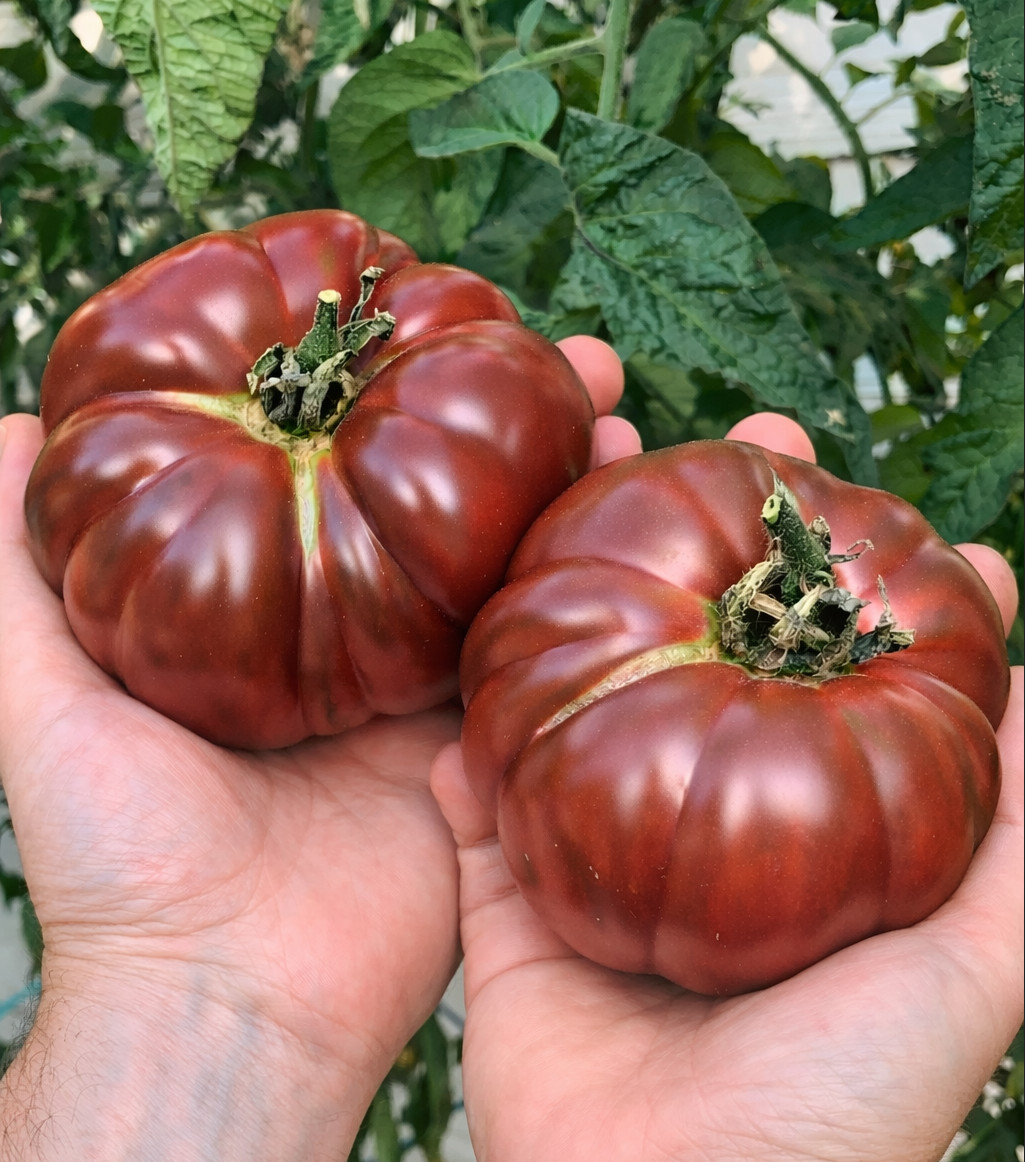 150 Heirloom Black Brandywine Tomato Seeds – Sweet Smokey Low Acid Indeterminate