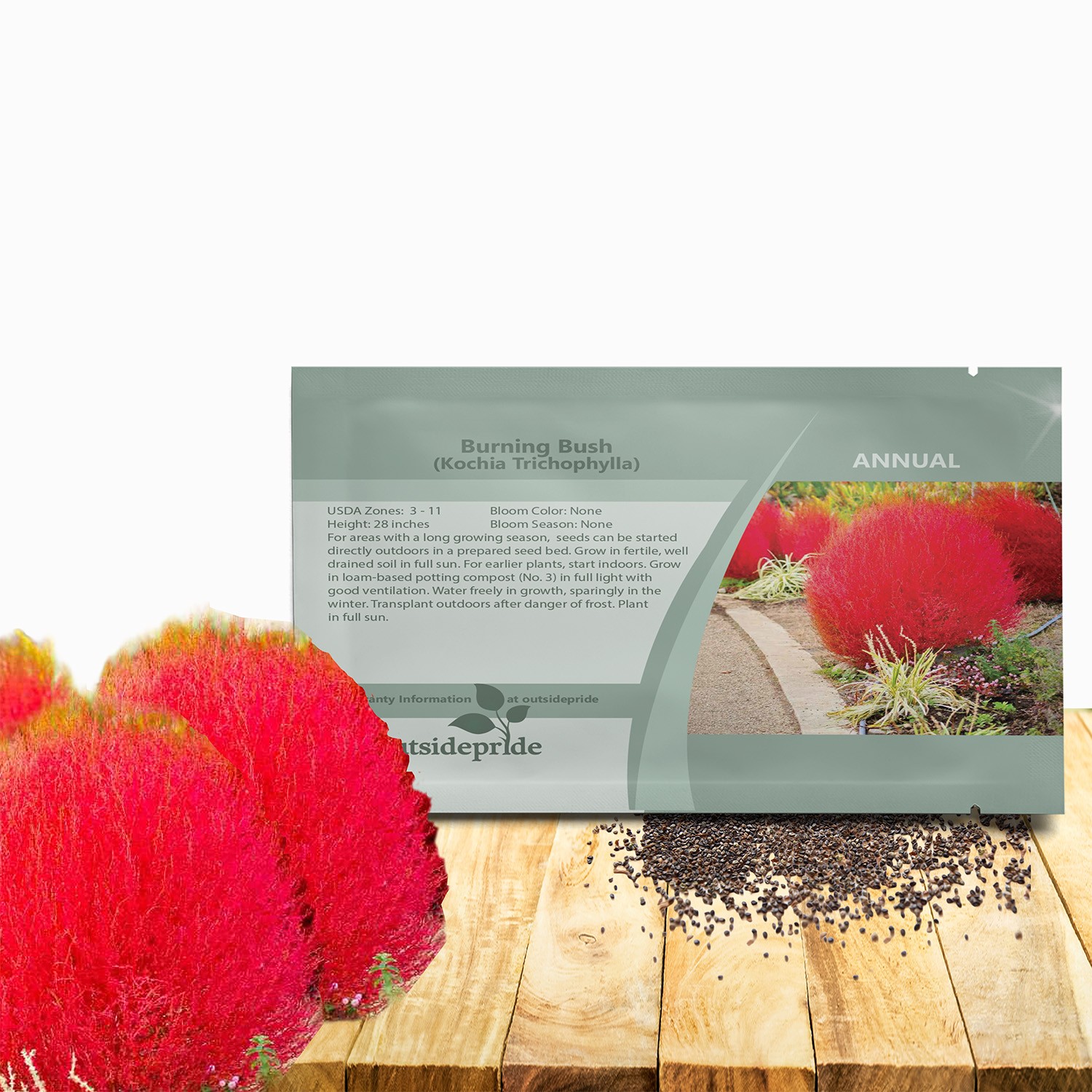 5000 Seeds Burning Bush Seeds – Kochia Trichophylla Burning Bush Flower Seeds