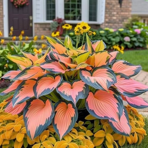 285+ Perennial Rainbow Hosta Seeds, Easy Grow Garden Foliage Heart-Shaped