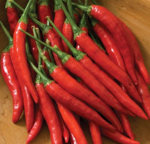 HOT THAI PEPPER SEEDS 30+ ASIAN vegetable GARDEN spicy CAPSICUM FREE SHIPPING