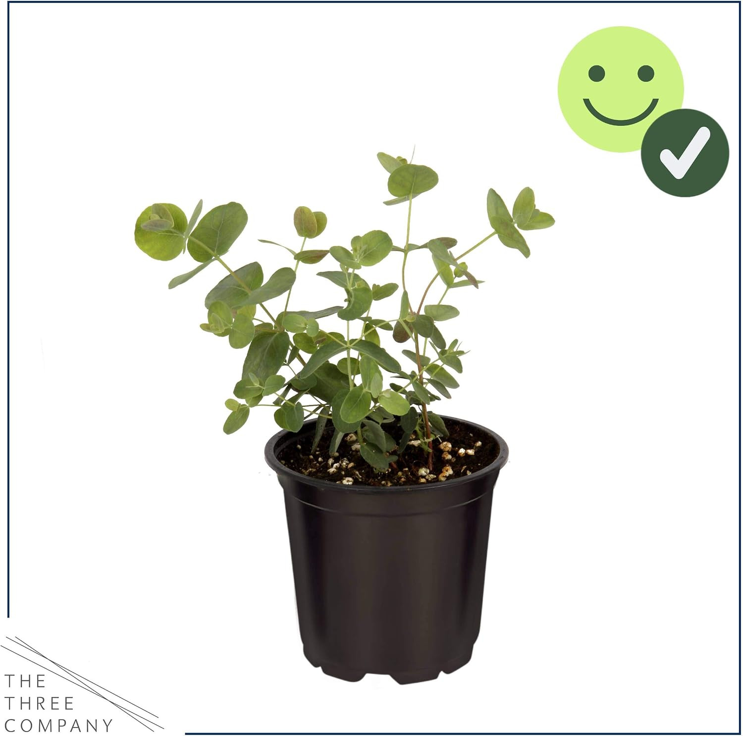 Live Herb – Eucalyptus (4 per Pack), Aromatic and Health Enhancer, Natural Air P