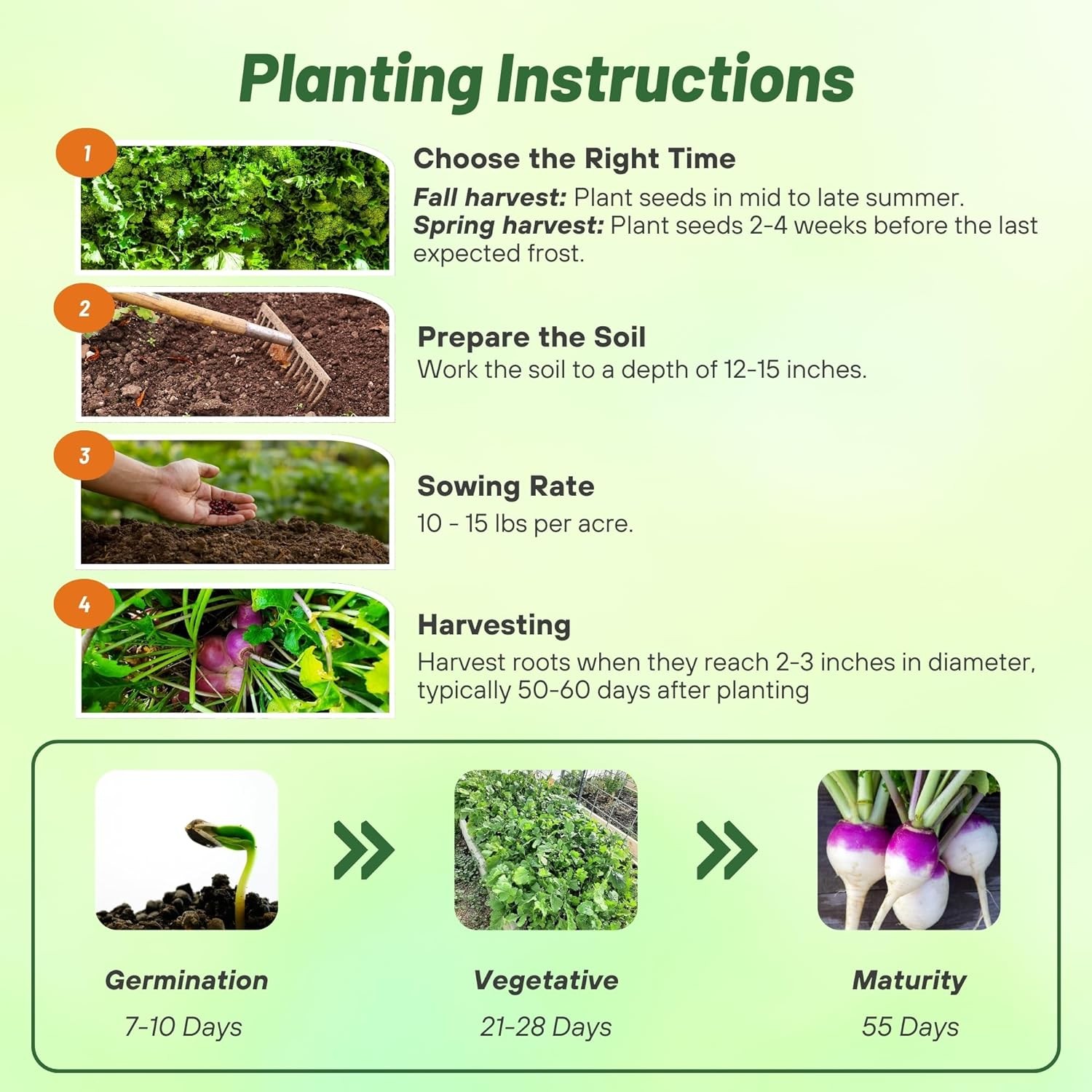 10 LB Purple Top Turnip Seeds – Bulk Brassica Seed For Food Plots, Cover Crops