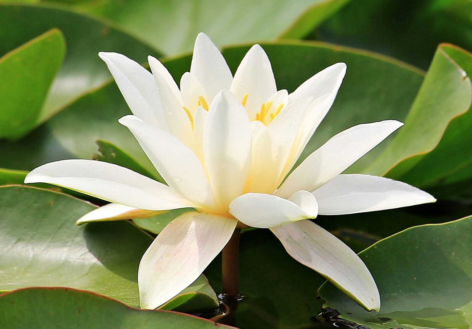 10 Seeds Nymphaea pubescens White Hairy Water Lily Flower – Seed Pack
