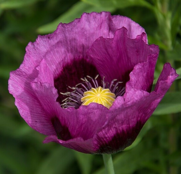 Heirloom Hungarian Blue Breadseed Poppy Seeds | Stratified Papavaer somniferum