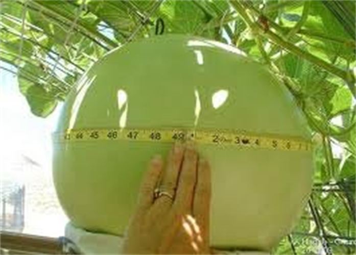 Bushel Basket Gourd, Lagenaria siceraria, Seeds (30-50 lbs)