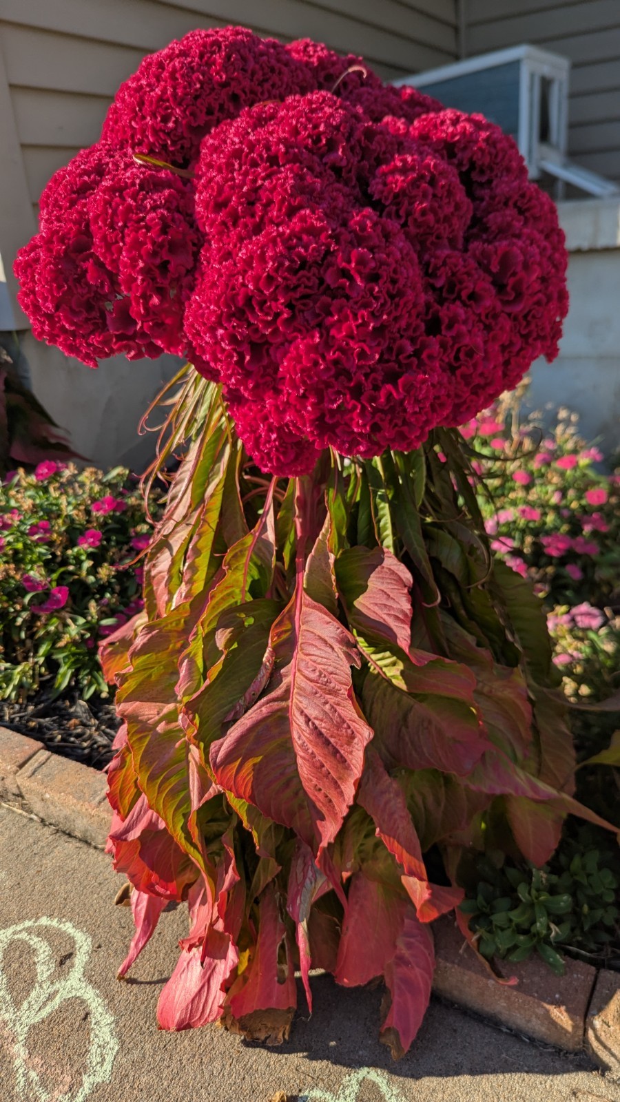 200+ Heirloom Giant Cockscomb seeds Magenta Celosia seeds Flower Seeds