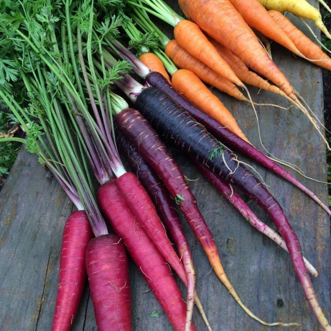 Rainbow Carrot Seeds for Planting | Non-GMO & Heirloom Vegetable Seeds | 750 Car