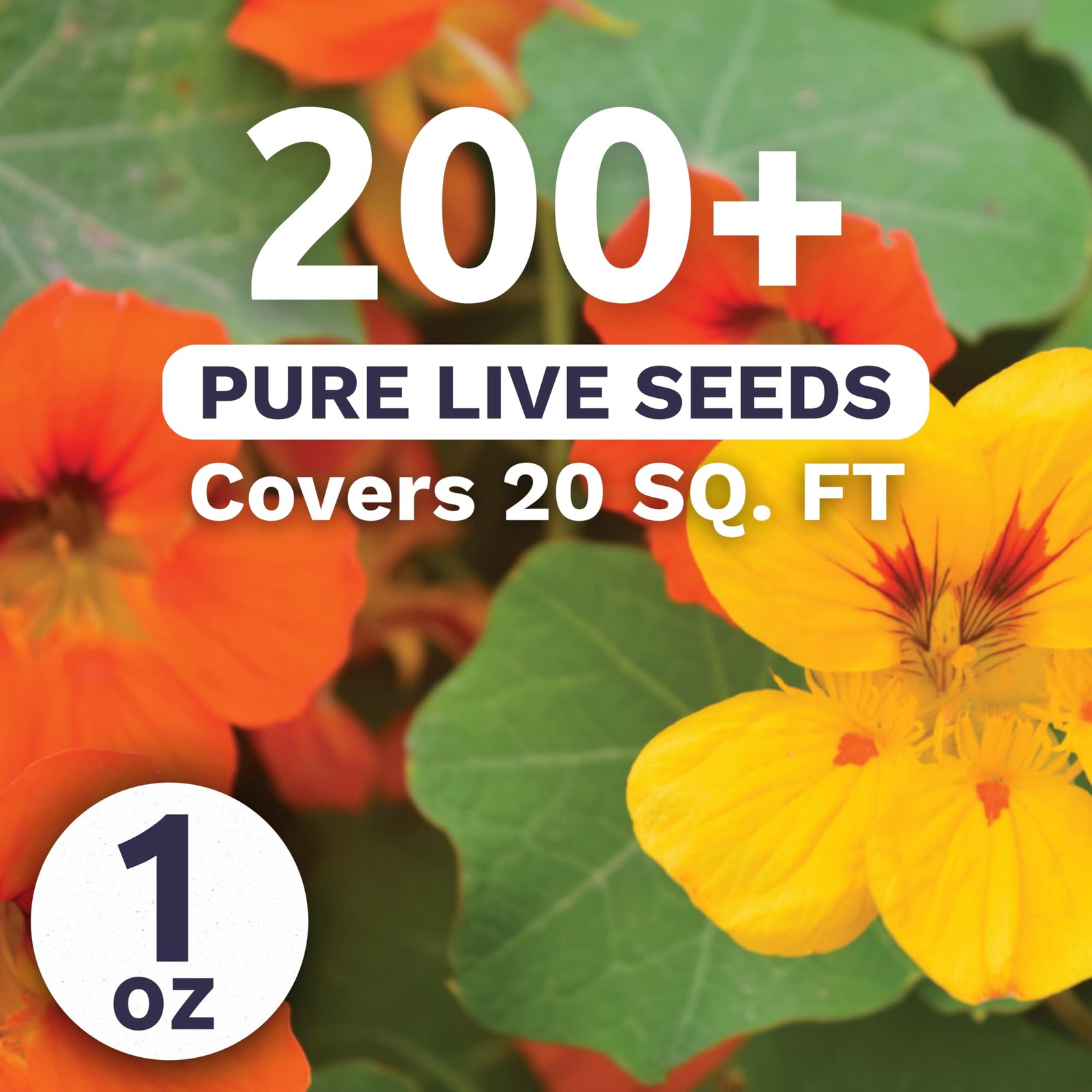 Nasturtium Jewel Mix – Large 1 Ounce Packet – 200 Flower Seeds for Planting -…