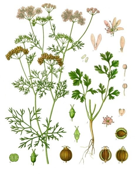 Organic Cilantro Seeds “Coriandrum sativum” QAI Certified, KCS Kosher 2 Sizes