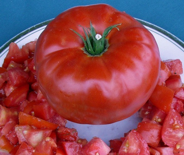Tomato Seeds – Abe Lincoln, (Uniform, Deep Red, Smooth)
