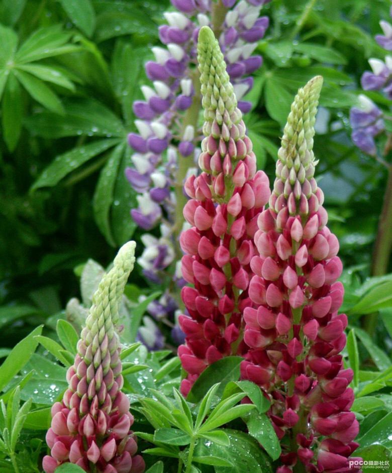 20 EXOTIC rare LUPINE SEEDS for garden flower beds plant bush USA SELLER USPS