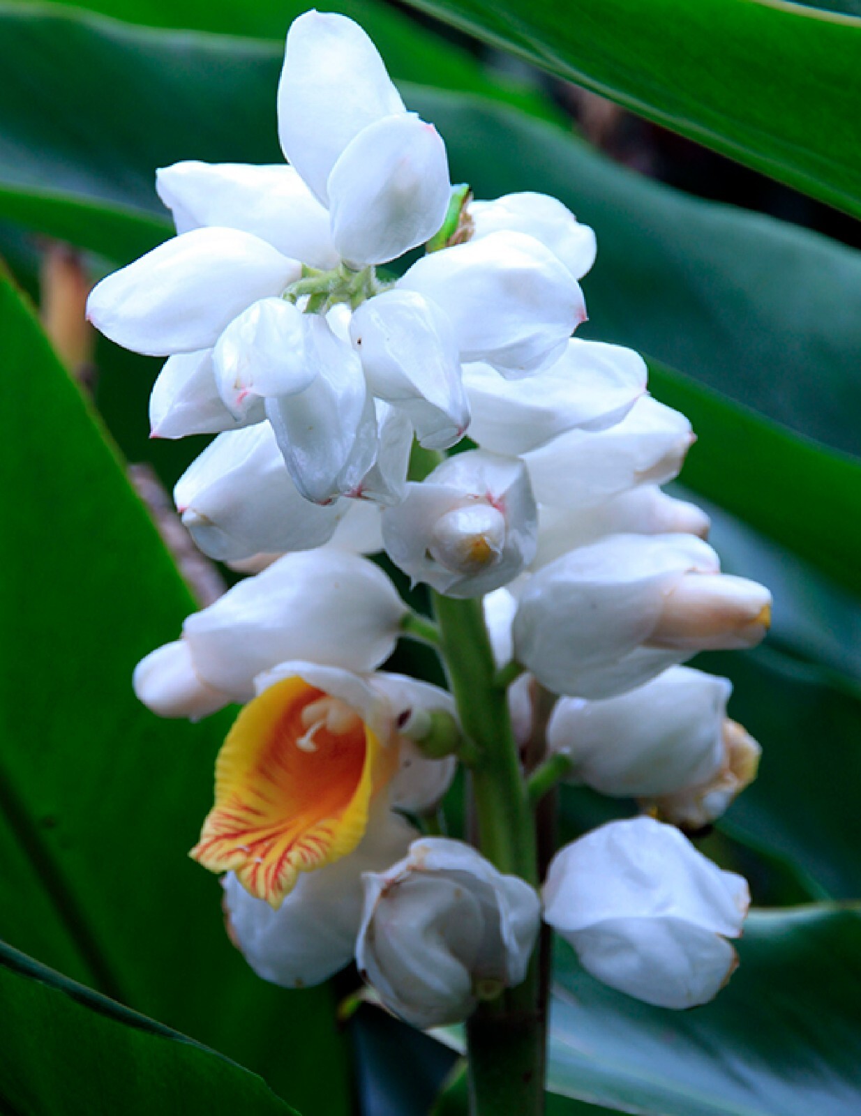 Malacca Ginger {Alpinia malaccensis} Rare Organic 5 seeds Free Shipping!