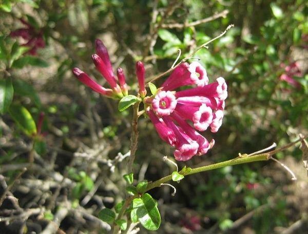 Cestrum elegans | Bastard Jasmine | Red Cestrum | 10 Seeds