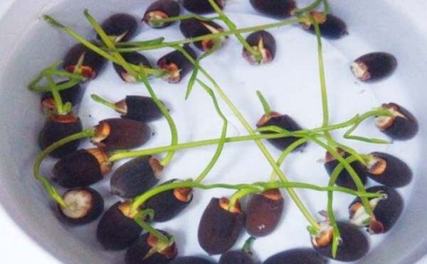 10 Mixed Lotus Bowl Water Lily Seeds -2023NEW!
