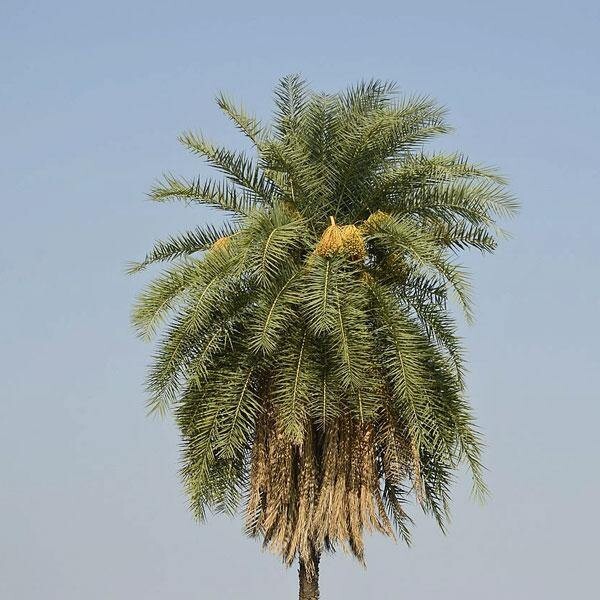 Phoenix sylvestris | India Date Palm | Silver Date Palm | 20 Seeds