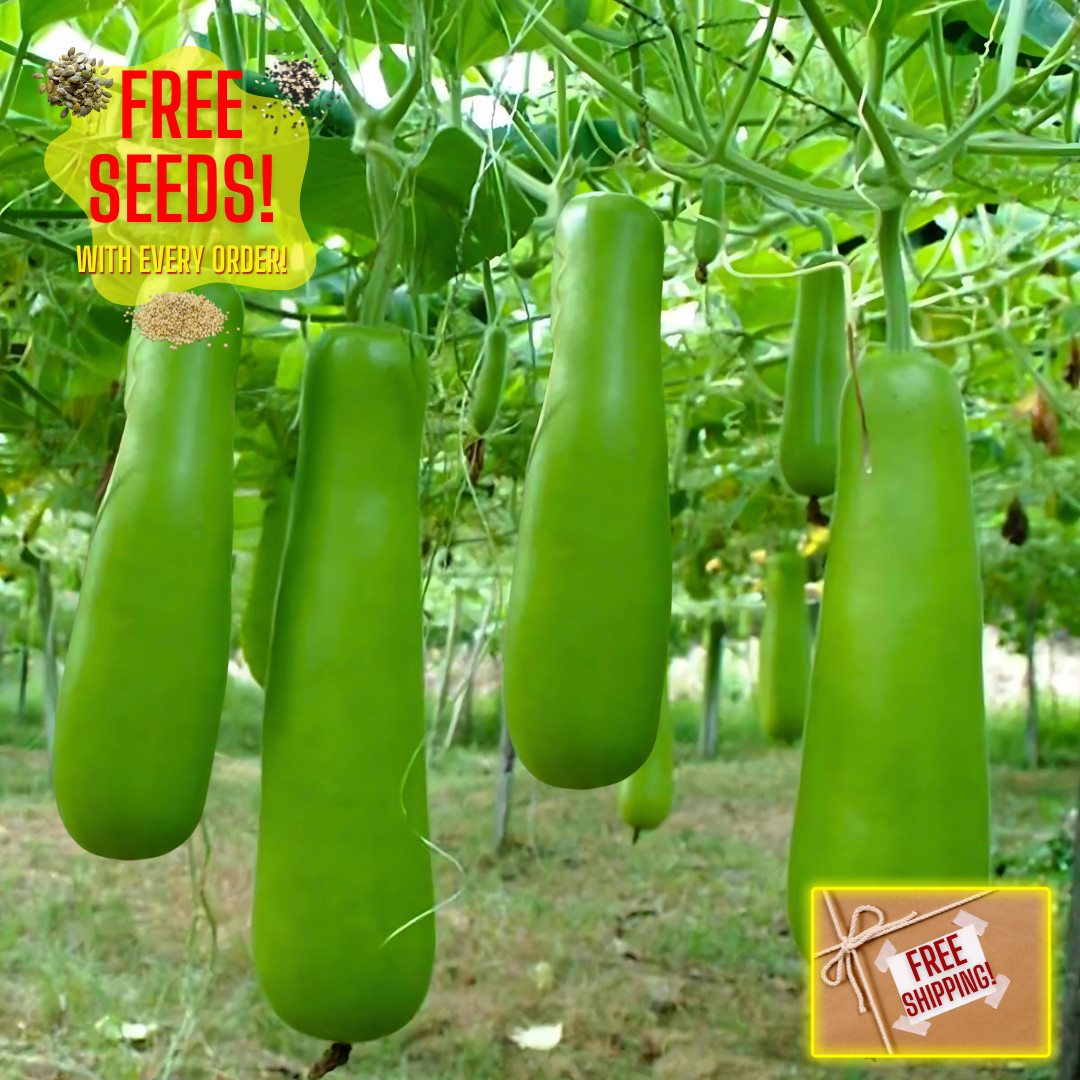Fresh Calabash Long Bottle Gourd 15 Seeds | Heirloom | Non-GMO | Asian Vegetable