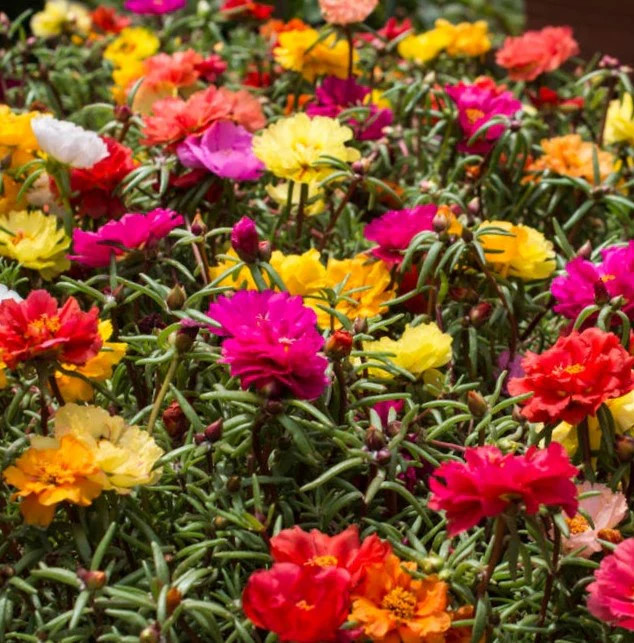 Double Mix Moss Rose Succulent Seeds – For 2025 Planting Flowering Succulent