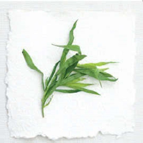 100 TARRAGON Common Kitchen Artemisia Dracunculus Herb Seeds *Flat Shippin