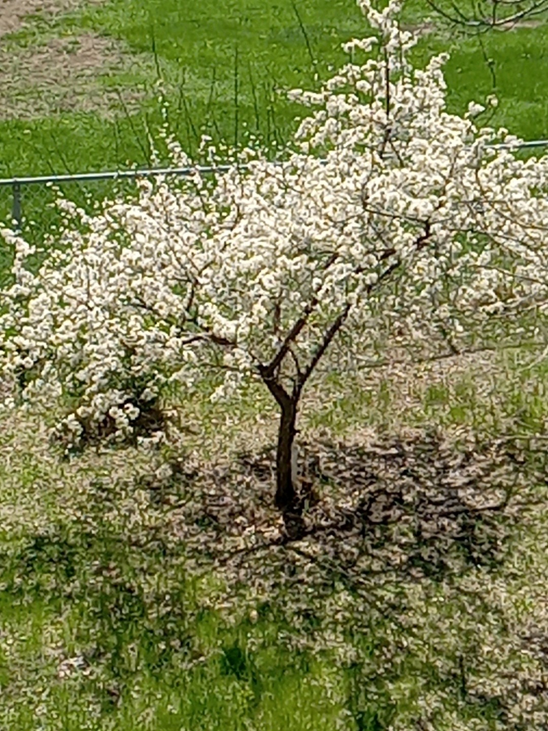 Live SMALL Plum Tree USA Garden 2-9 Zone