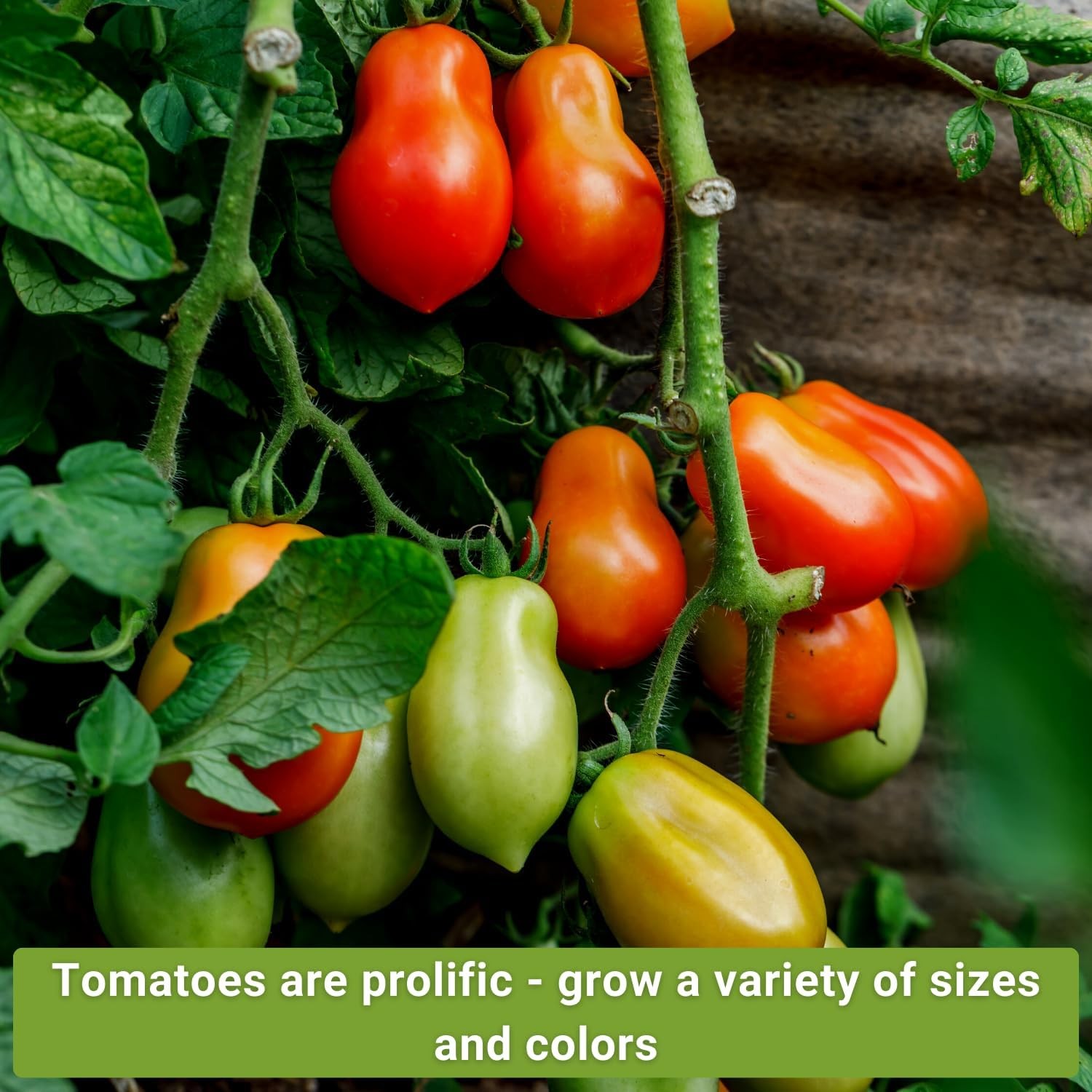 Sow Right Seeds – Tomato Seed Collection for Planting – 10 Varieties with Many S