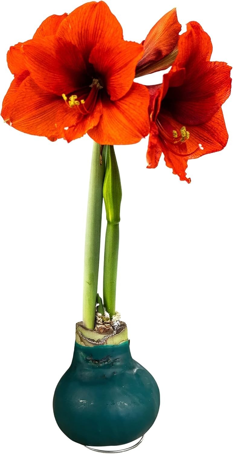 Live Waxed Amaryllis Bulb with Red Blooms – Low Maintenance Indoor/Outdoor Plant