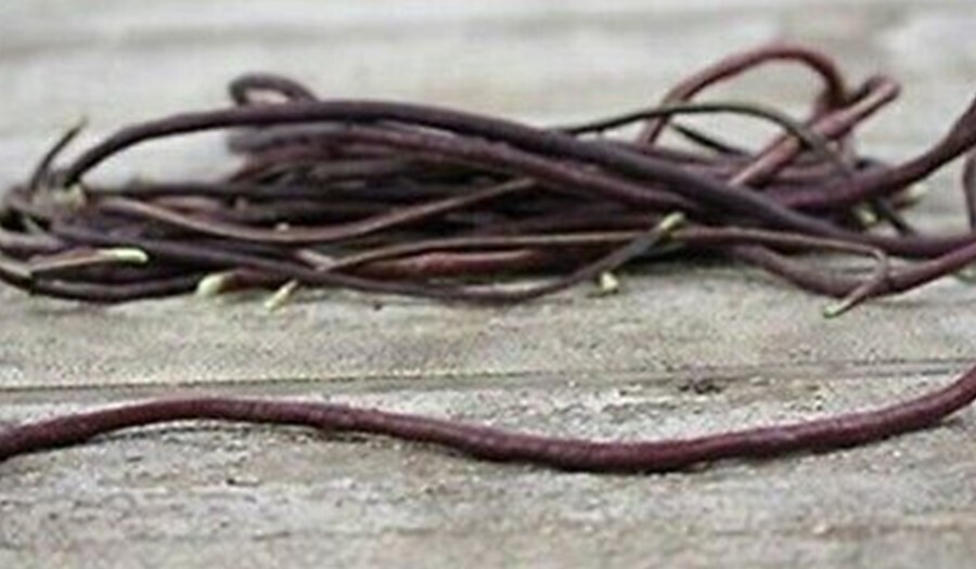 25 Chinese Red Noodle-Yard Long Bean Seeds, NON-GMO, Used often in Asian cooking