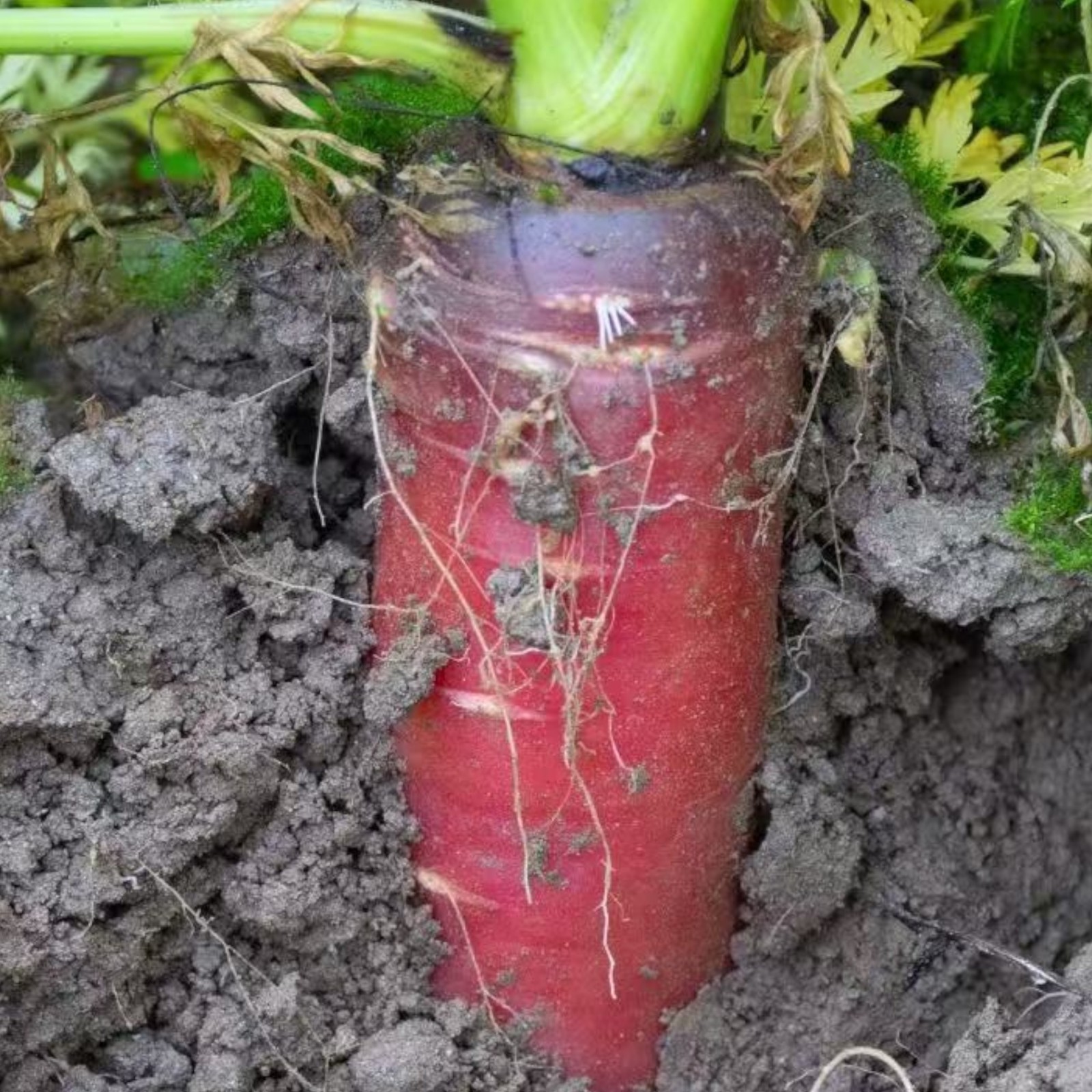 1000 Red Carrot Seeds – Vibrant Root Vegetable for Healthy and Colorful Gardens