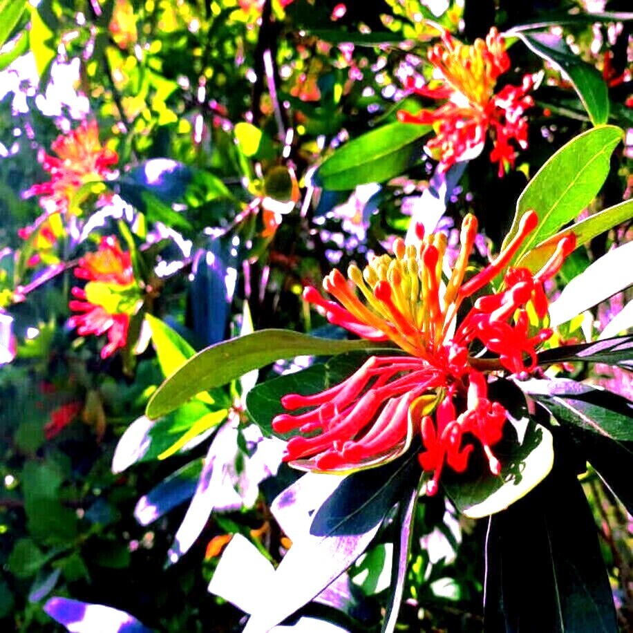 10 Chilean Firebush Tree Seeds Embothrium coccineum Flame Flower Plant RARE!