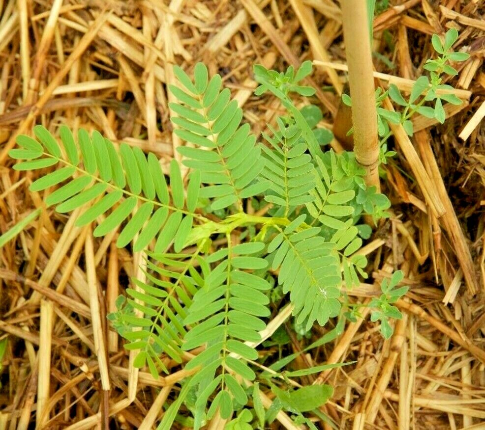 200+ PARTRIDGE PEA Seeds Native Wildflower Fall Food Source Turkey Deer Birds