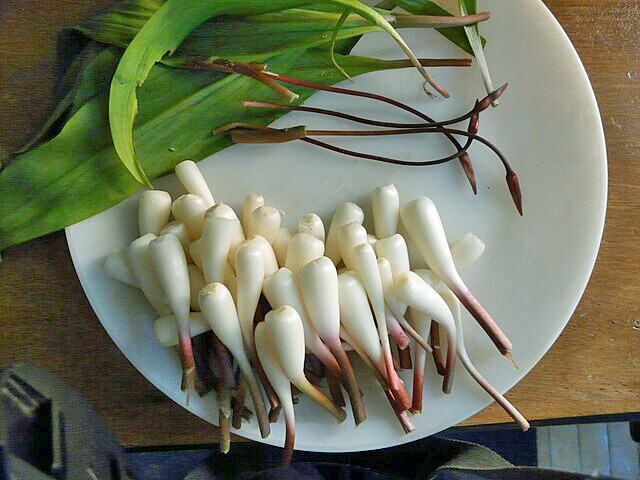 Allium tricoccum | Ramps | 20 Seeds
