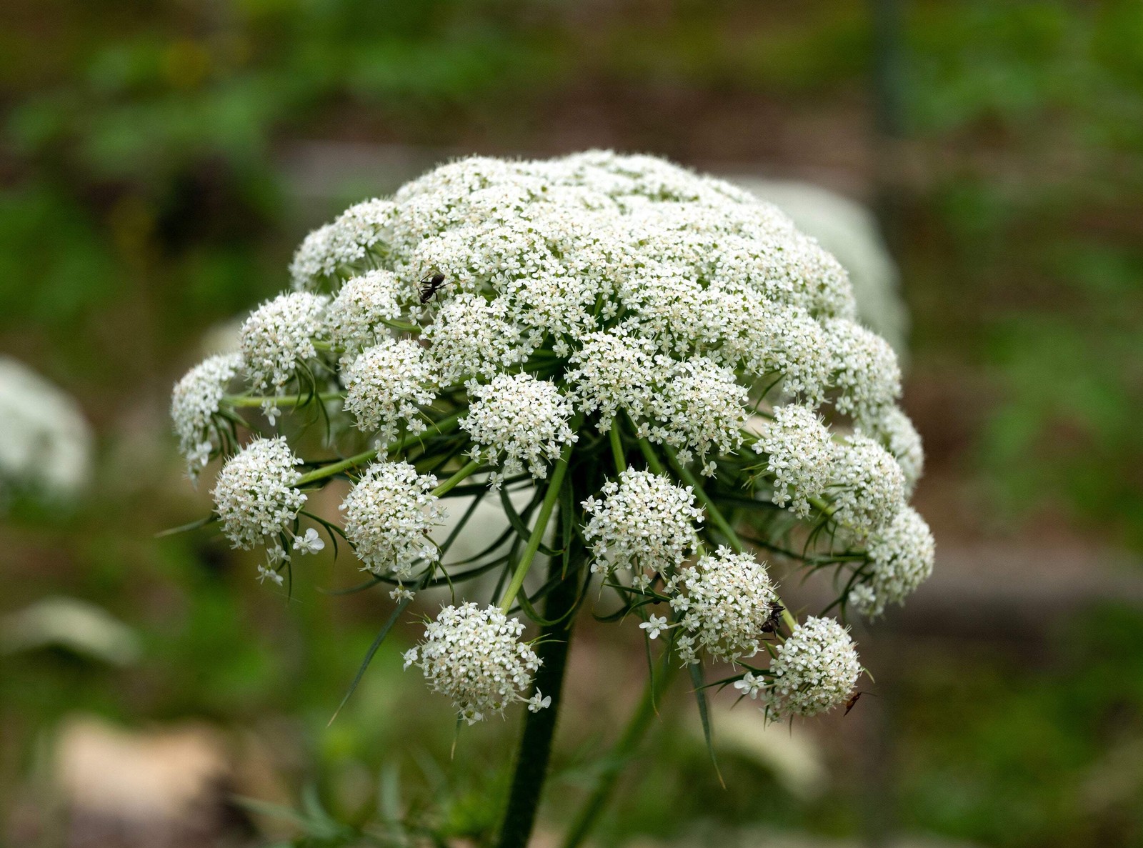 1500 LITTLE FINGERS CARROT Daucus Carota Vegetable Seeds