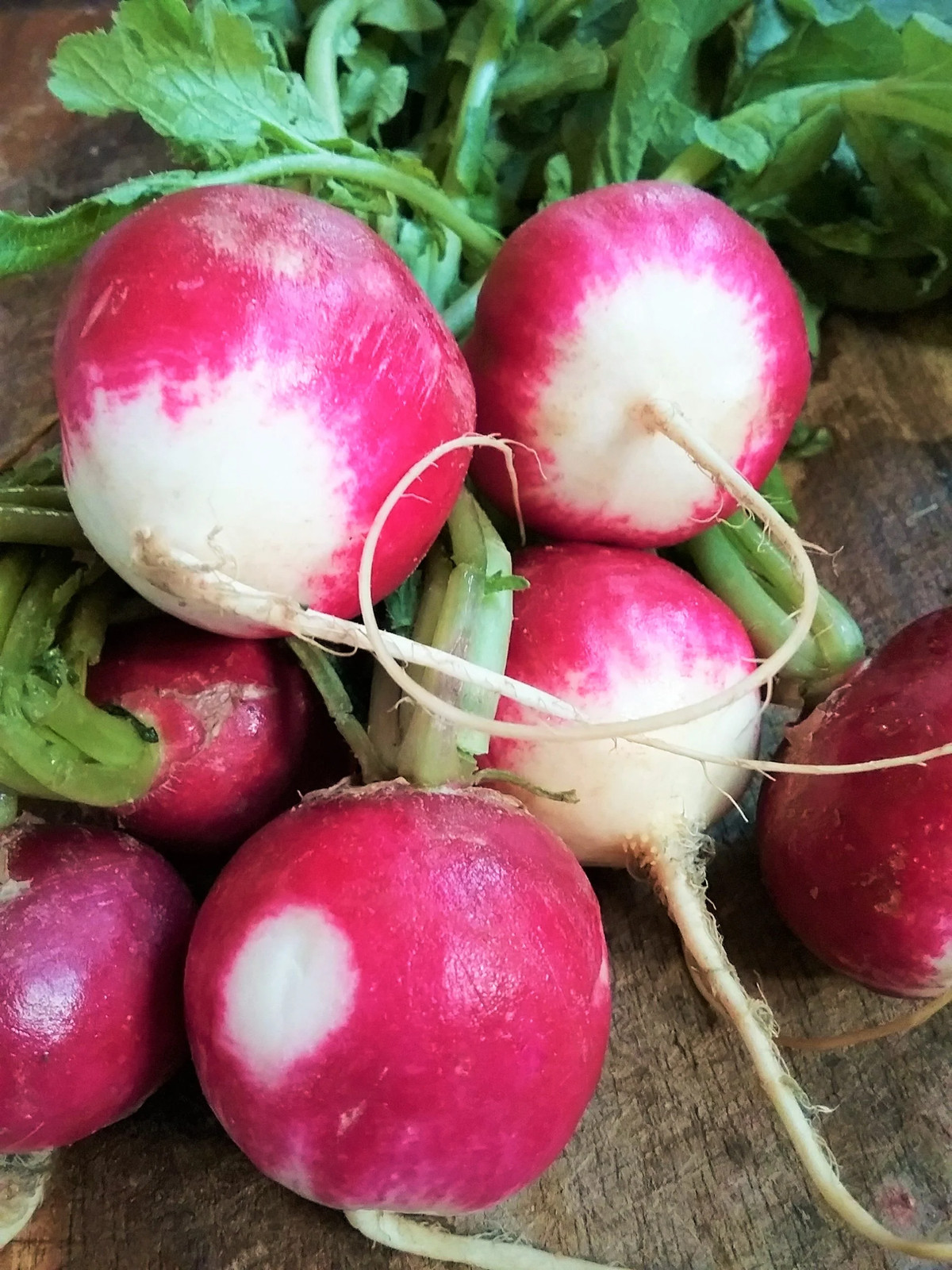 Sparkler Radish Seeds | Red White Radishes Belle Globe Root Vegetable Seed 2024