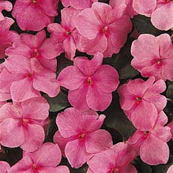 Impatiens Super Elfin Series Deep Pink Seed