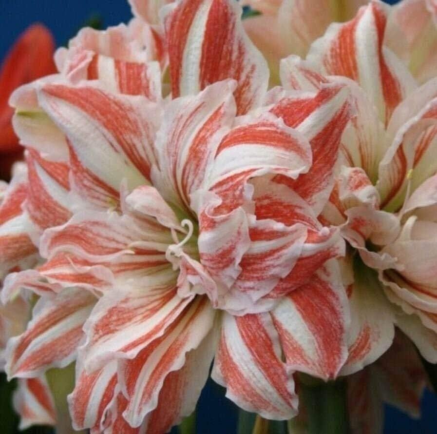 Jumbo Amaryllis DANCING QUEEN 34/36 centimeters – US Seller