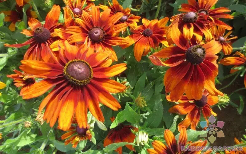 200+ Cappuccino Rudbeckia Seeds for Garden Planting – USA – FREE SHIPPING!