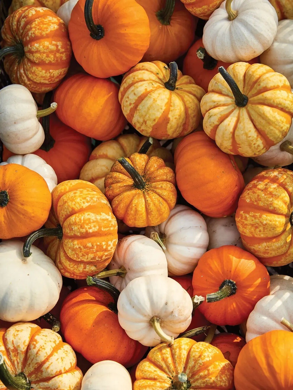 Mini Mix Pumpkin Seeds Blend Tiger/White/Jack Be Little/Red Spot/Baby Boo Little