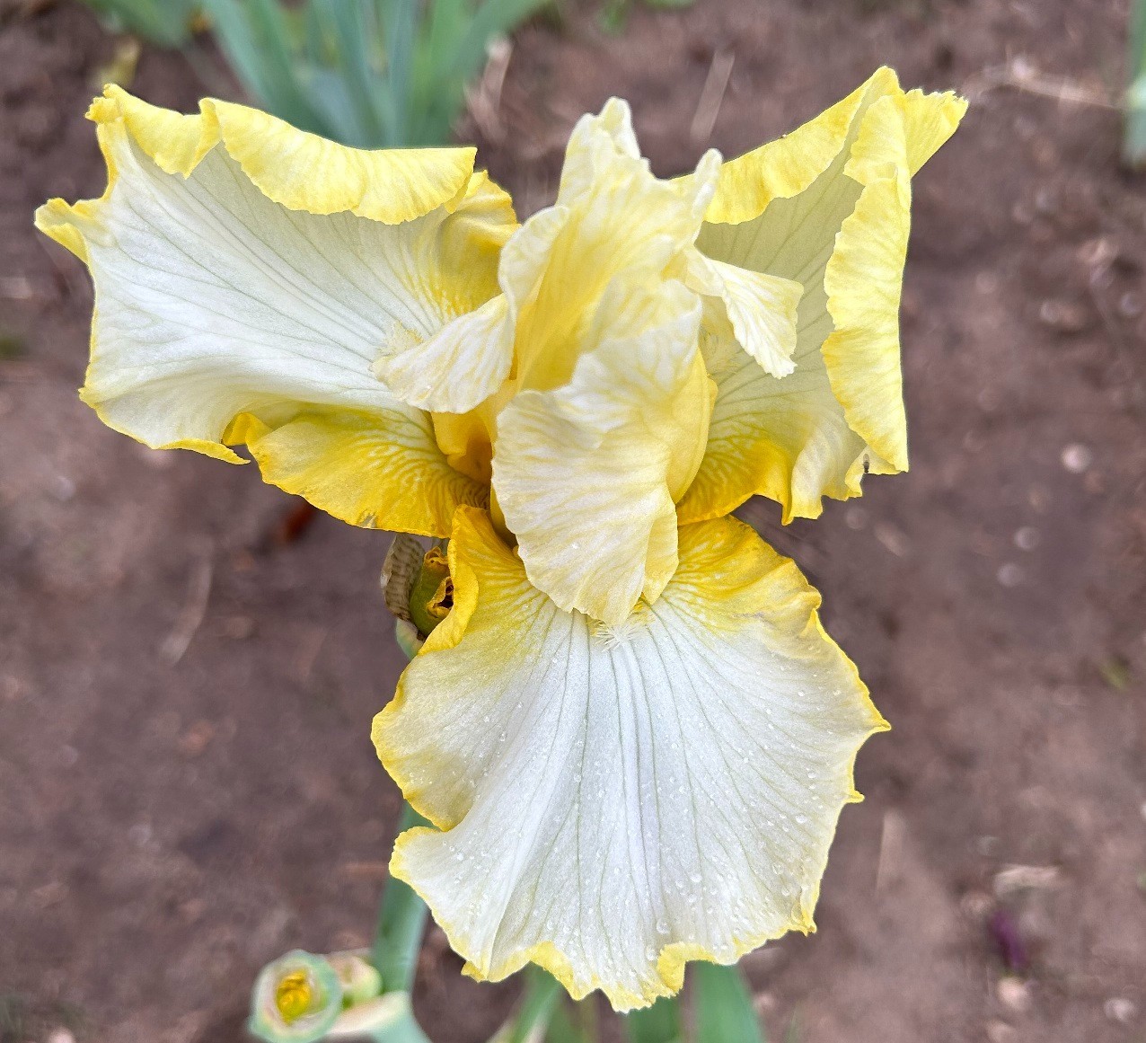 ‘Total Recall’ iris rhizome + gift, combined shipping $1 each additional