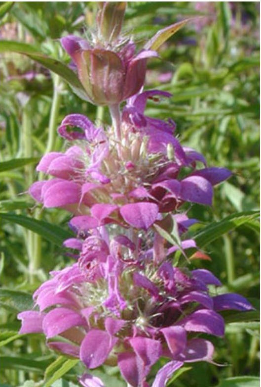 1200 SEEDS – lemon mint ATTRACT HUMMINGBIRDS purple GroCo BUY 15=SHIPS FREE