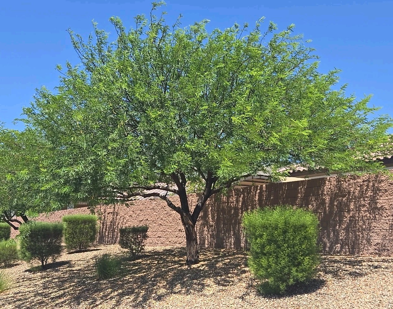 Hybrid Mesquite Tree Pods, Neltuma x: (9) Fresh 2025 Seed Pods