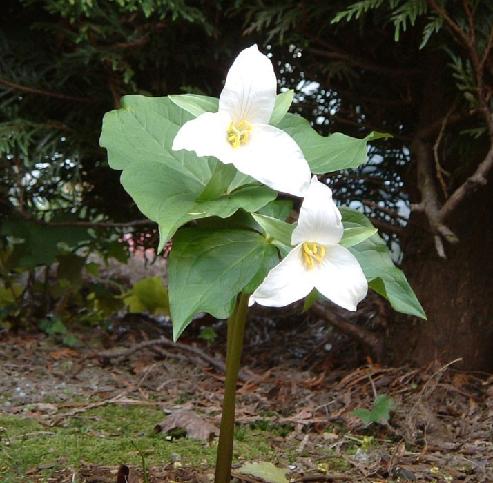 White Trillium 20 bulbs